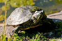 Schildkröten Westpark