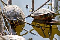 Schildkröten Gut Melaten