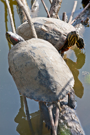 Nordamerikanische Schmuckschildkröten im Feuchtbiotop Gut Melaten. Aachen, 28.03.2012.