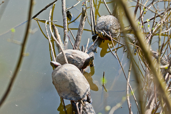 Nordamerikanische Schmuckschildkröten im Feuchtbiotop Gut Melaten. Aachen, 28.03.2012.